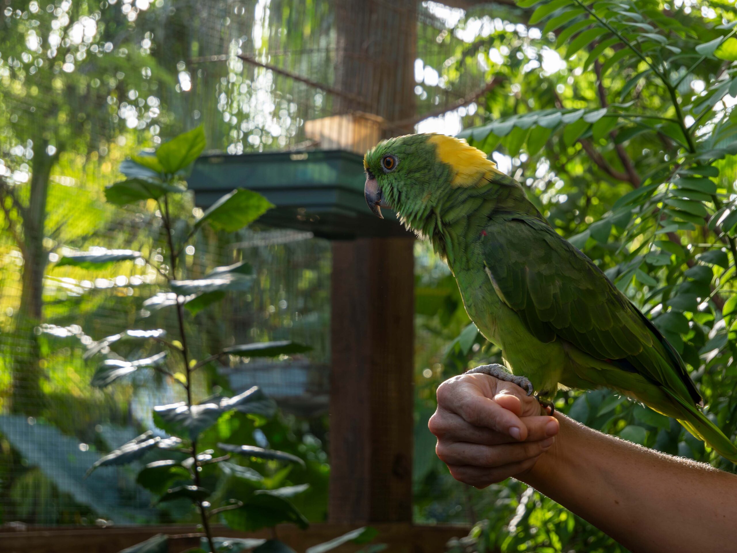 Bird- the living garden animal park