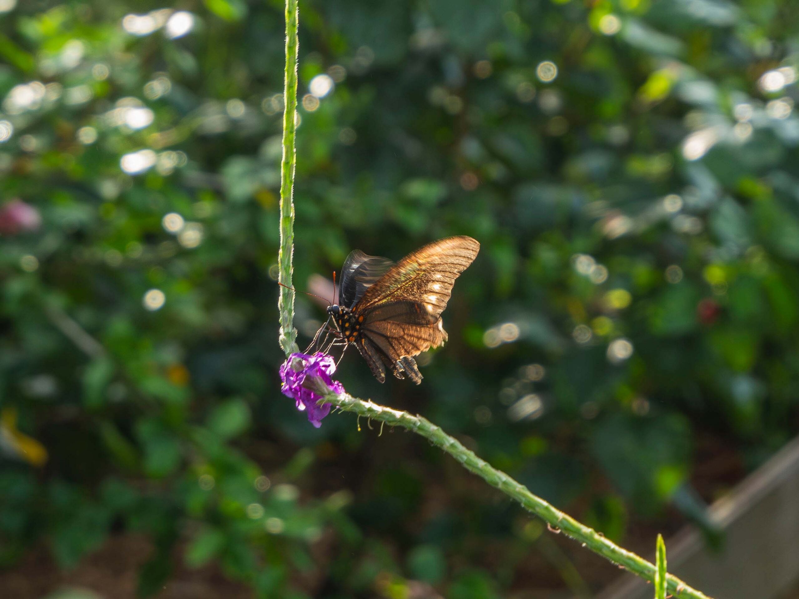 butterfly garden roatan