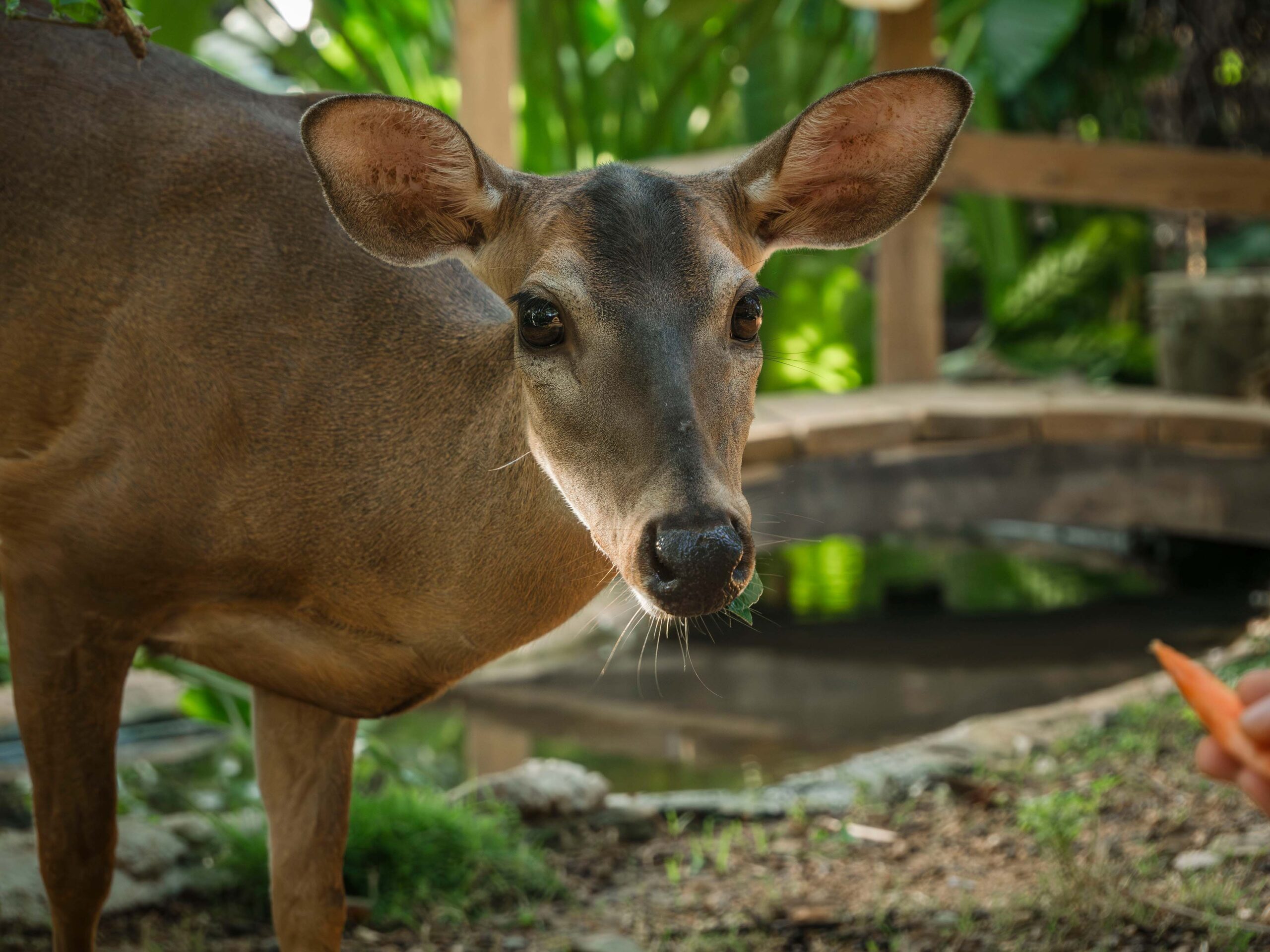 deer cp